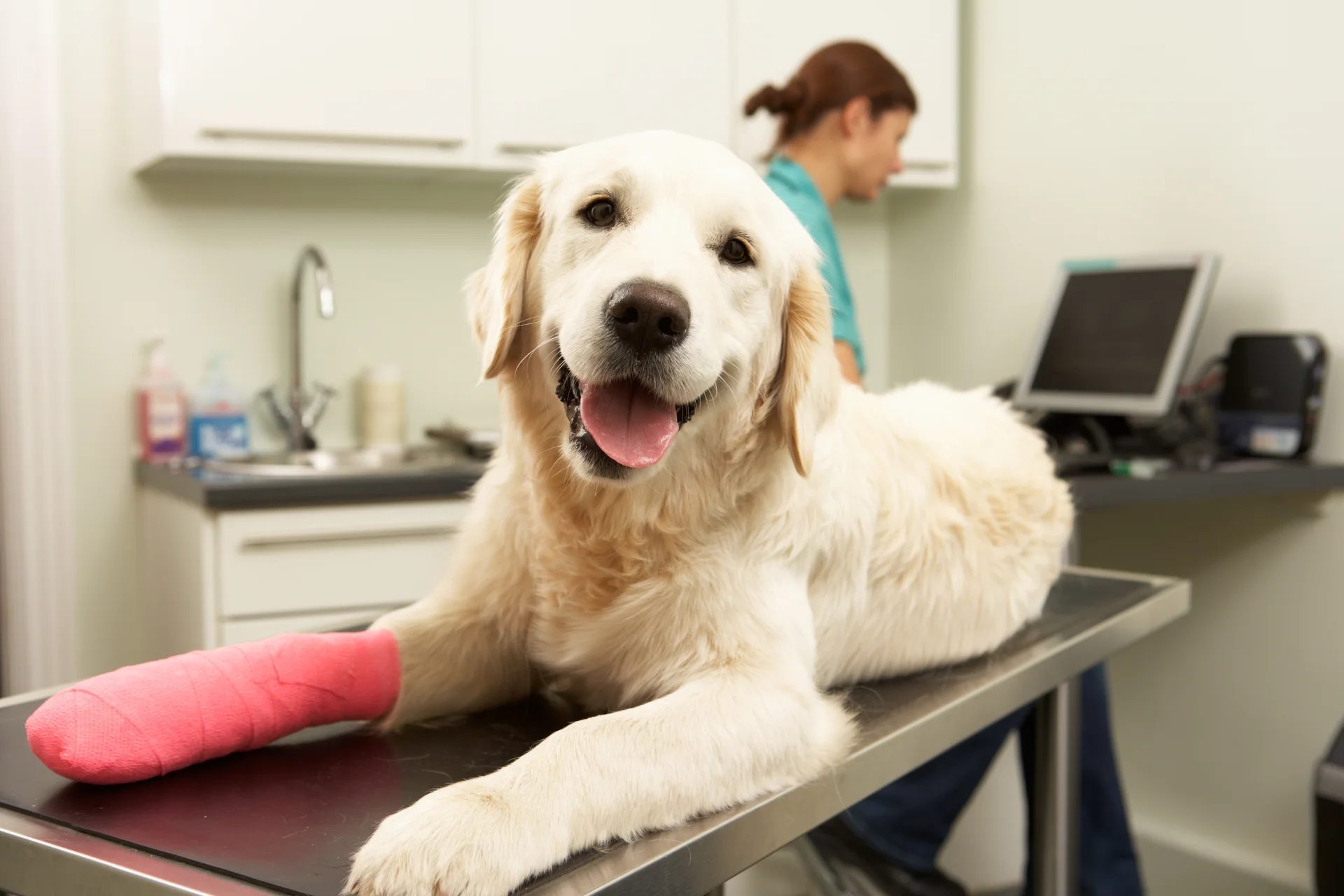 Golden retriever with bandaged leg on exam table in clinic