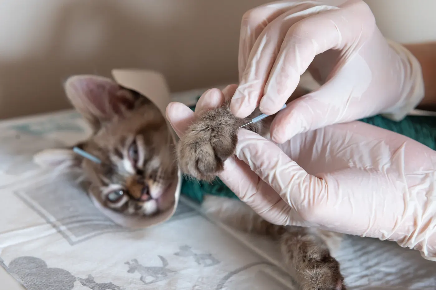 Veterinarian in gloves trimming kitten's claws during exam